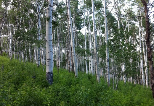 Grand Mesa, Colorado